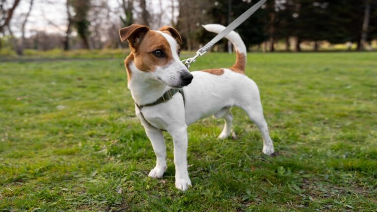 Independent Dog Breeds That Can Be Seriously Stubborn