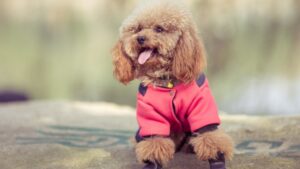 Adorable Dog Breeds You’ll Fall in Love With Forever