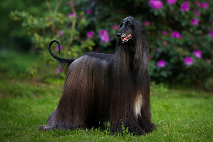 8 Independent Dog Breeds That Can Be Seriously Stubborn 3 Afghan Hound