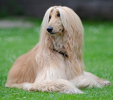Top 5 Most Judgmental Dog Breeds With Attitude 6 Afghan Hound