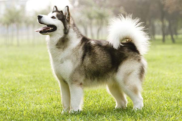 8 Independent Dog Breeds That Can Be Seriously Stubborn 5 Alaskan Malamute