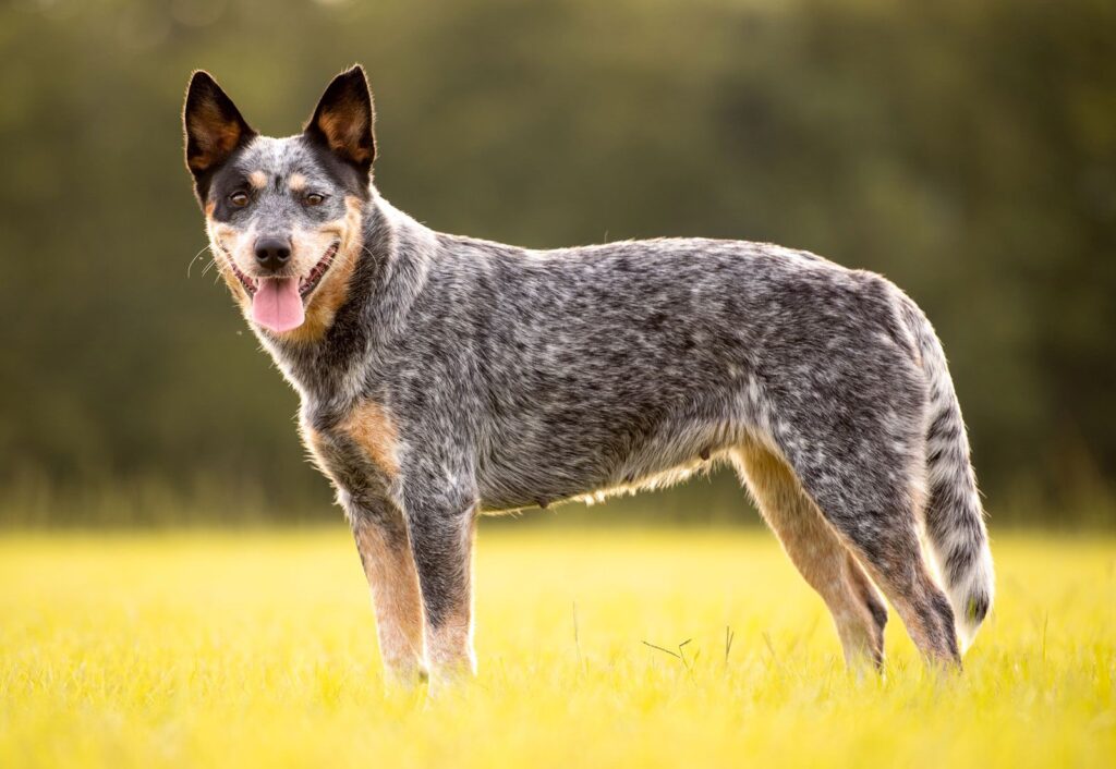 Top 7 Off-Leash Dog Breeds That Live the Longest 2 Australian Cattle Dog Breed