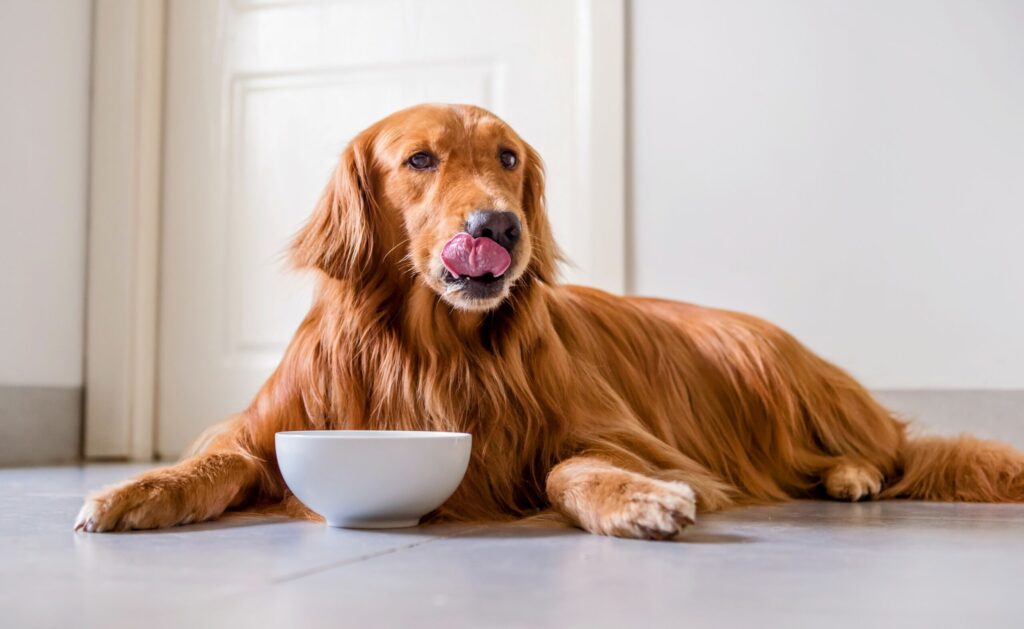 7 Nutrition Tips for Keeping Small Dog Breeds Healthy 8 Avoid Common Feeding Mistakes