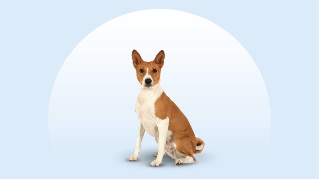 8 Independent Dog Breeds That Can Be Seriously Stubborn 2 Basenji