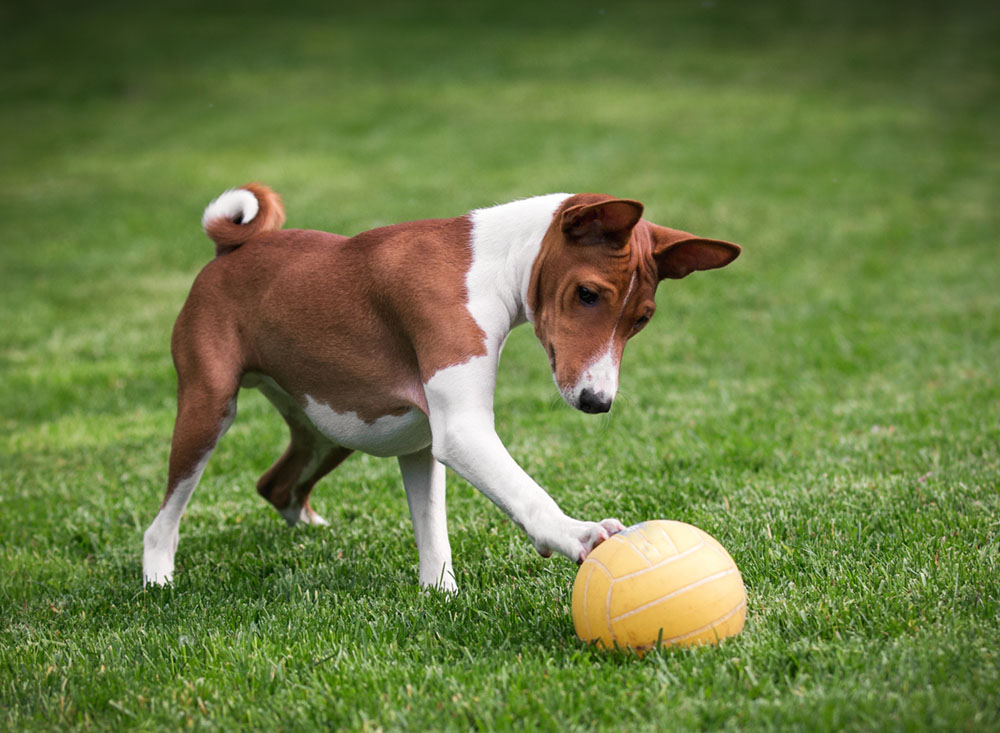 5 Goofy-Looking Dog Breeds with Unforgettable Faces 9 Basenji Dog Breed