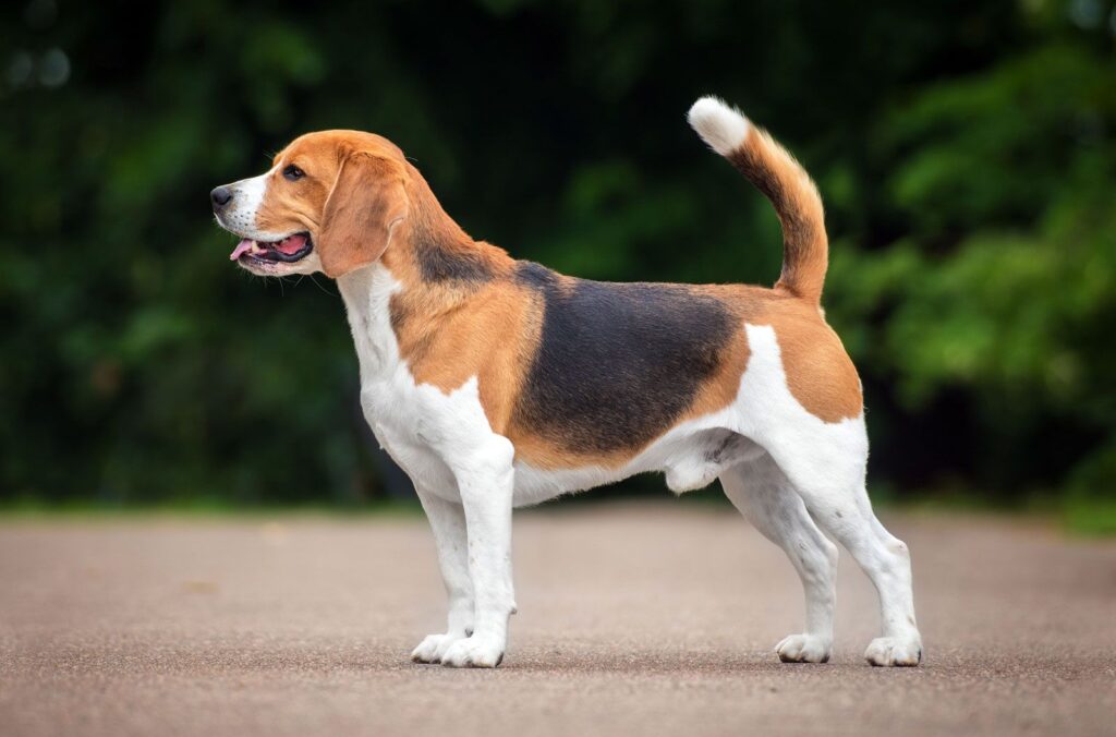 Top 7 Affordable Dog Breeds with Long Lifespans 3 Beagle Dog Breed