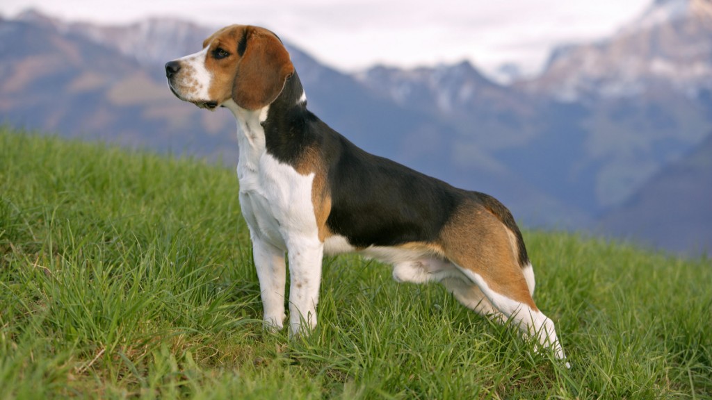 7 Adaptable Dog Breeds That Fit Into Any Environment 5 Beagle