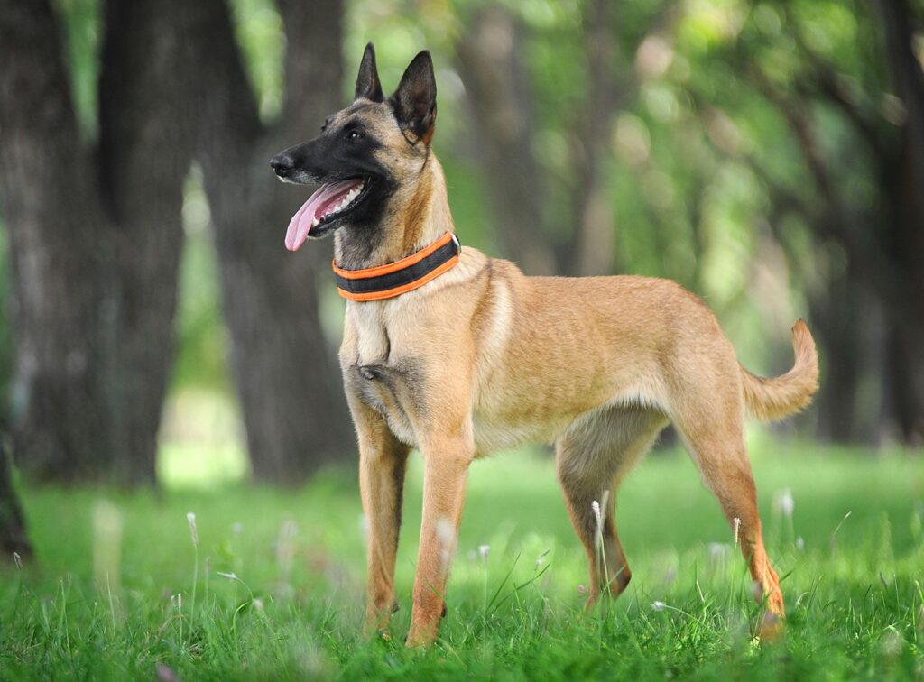 7 High-Energy Dog Breeds That Never Slow Down 7 Belgian Malinois