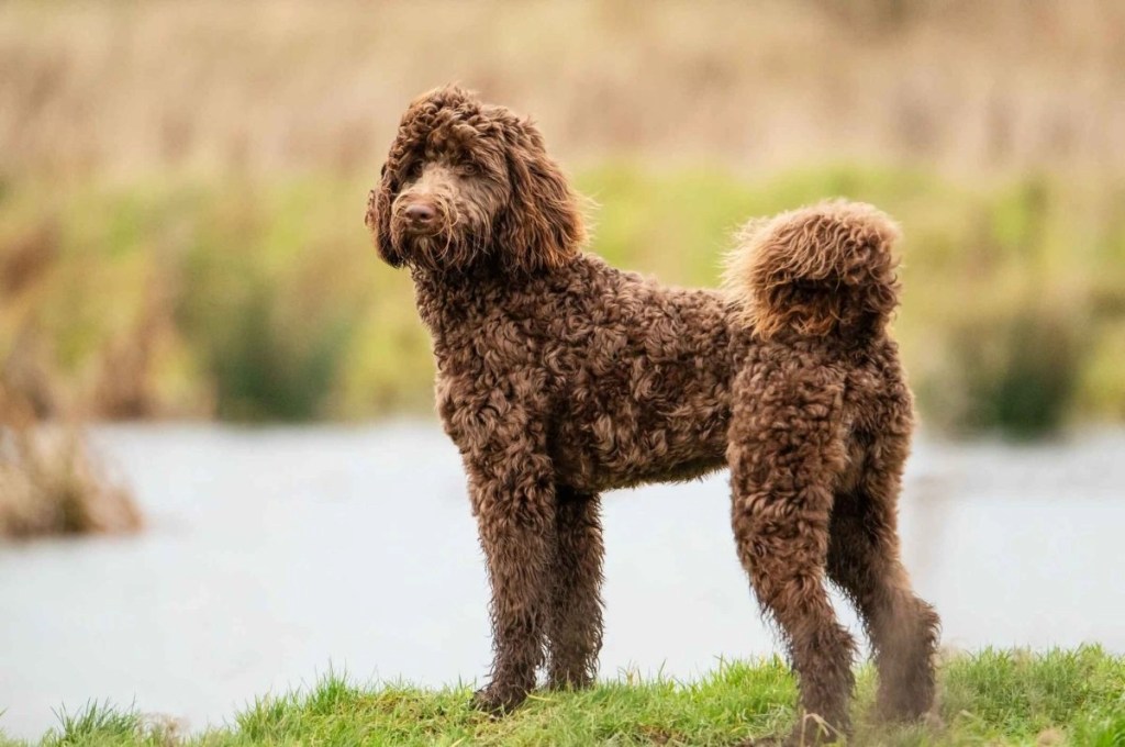 7 Designer Medium Dog Breeds That Modern Families Adore 5 Bernedoodle