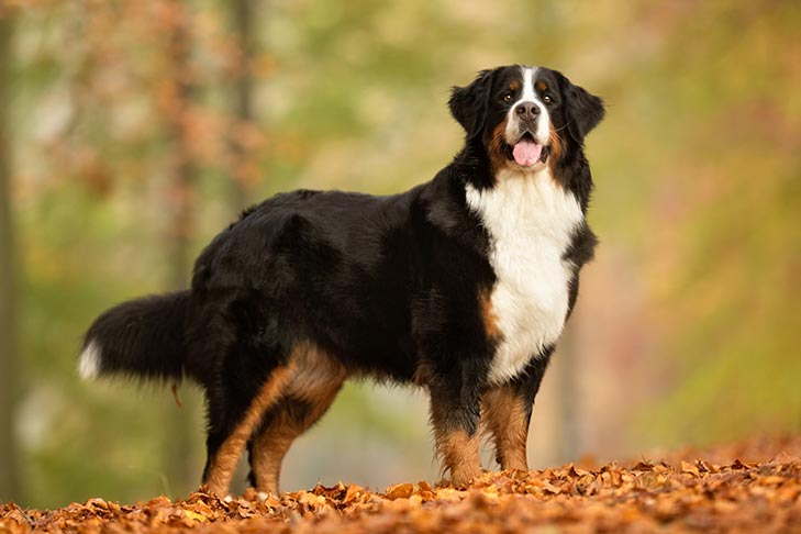7 Devoted Dog Breeds That Never Leave Your Side 5 Bernese Mountain Dog