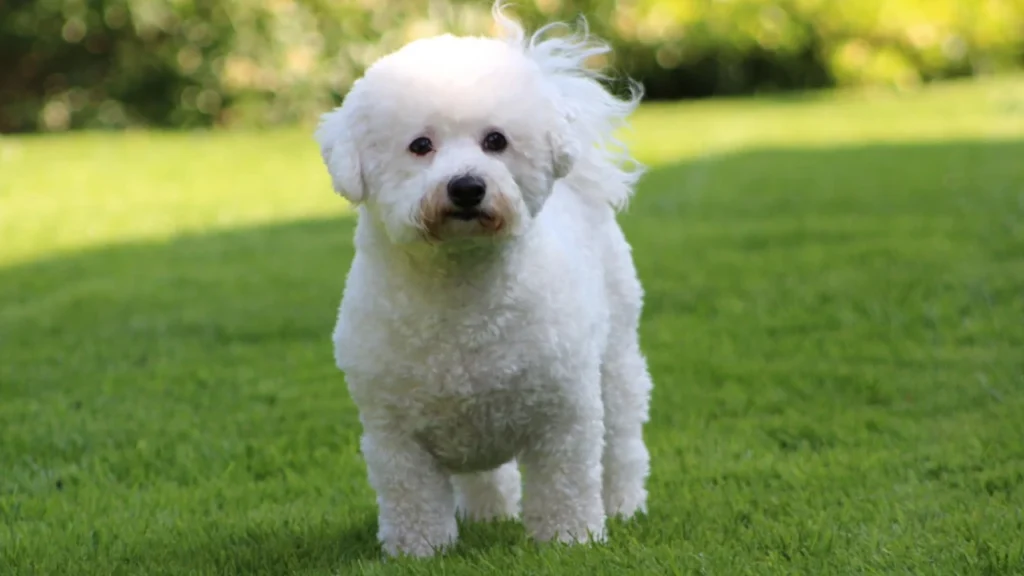 Small but Sweet: 7 Friendly Little Dog Breeds Full of Love 4 Bichon Frise