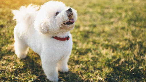 7 Hypoallergenic Small Dog Breeds That Are Cute & Low-Mess 2 Bichon Frise Dog Breed