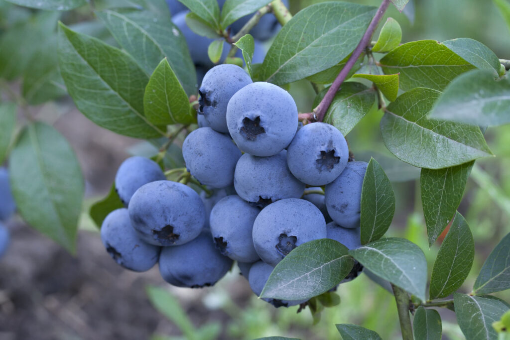 11 Fat-Burning Foods That Slim Your Waistline Fast 2 Blueberries
