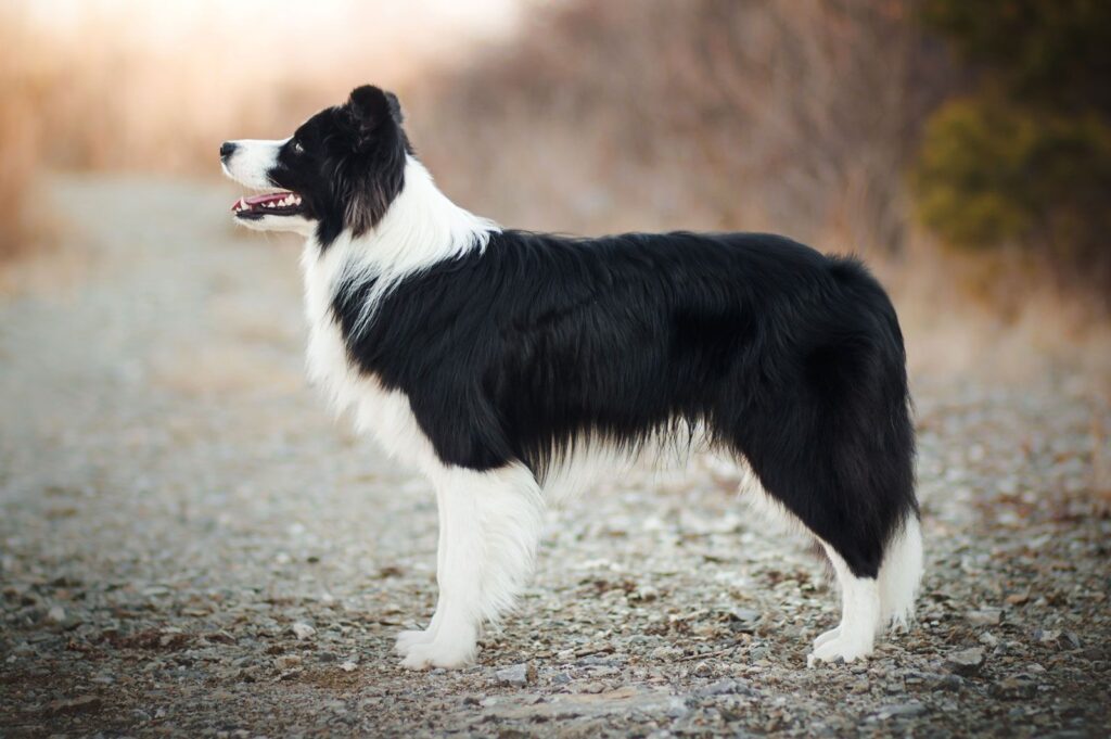 7 High-Energy Dog Breeds That Never Slow Down 2 Border Collie