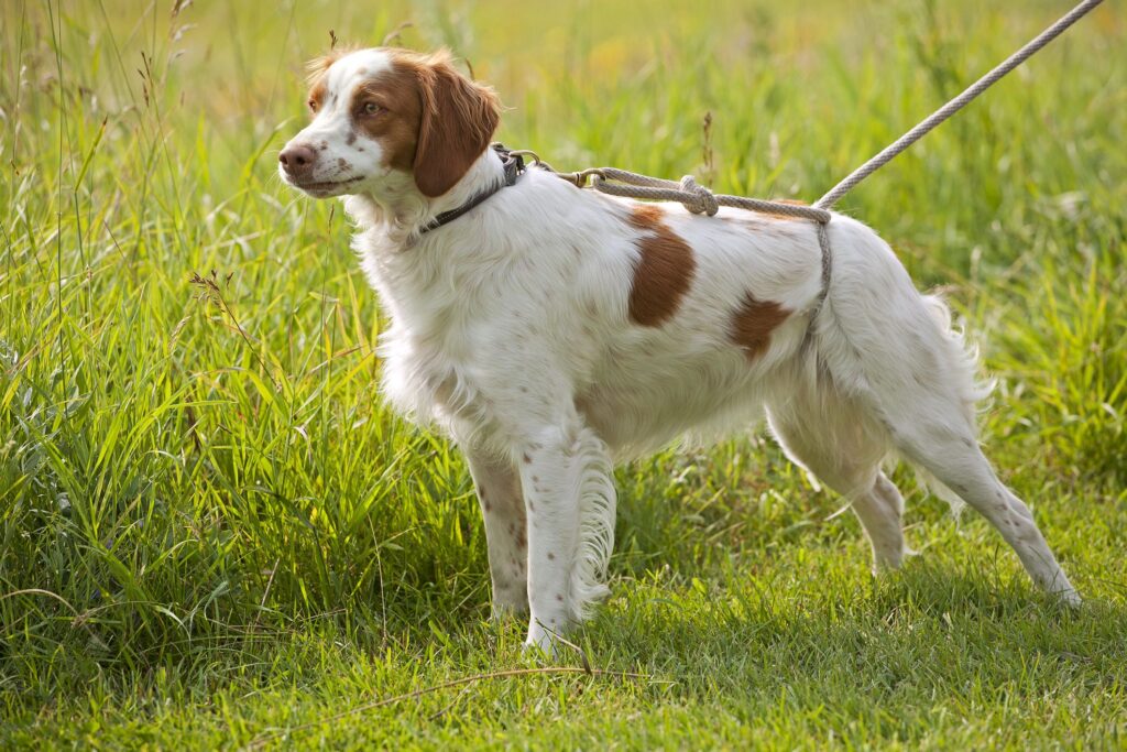 7 Athletic Mid-Sized Dogs That Live Long Lives 3 Brittany Spaniel Dog Breed
