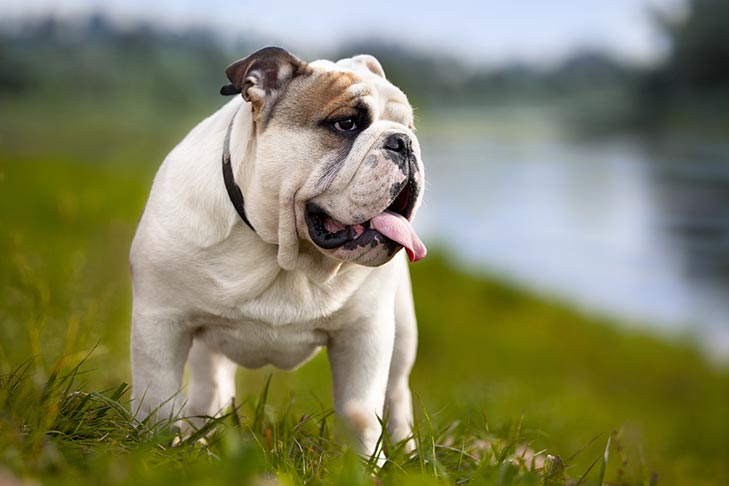 5 Goofy-Looking Dog Breeds with Unforgettable Faces 3 Bulldog Breed