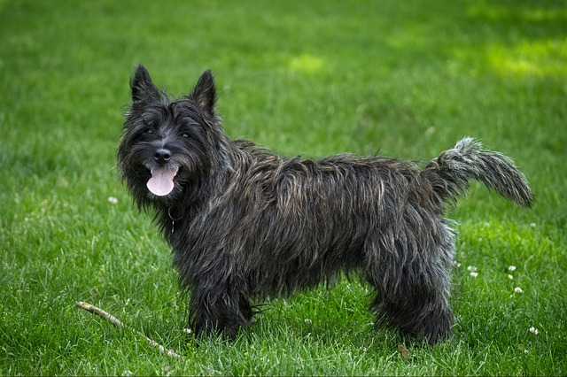 7 Hypoallergenic Small Dog Breeds That Are Cute & Low-Mess 5 Cairn Terrier