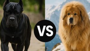 Cane Corso vs Tibetan Mastiff