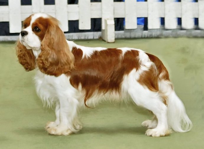 7 Devoted Dog Breeds That Never Leave Your Side 3 Cavalier King Charles Spaniel