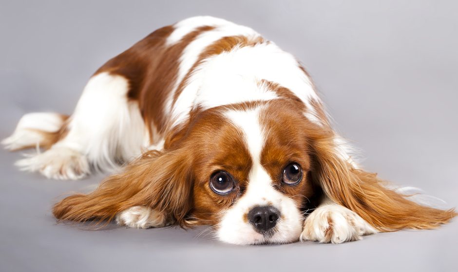 These 7 Dog Breeds Are Your Biggest Supporters 4 Cavalier King Charles Spaniel