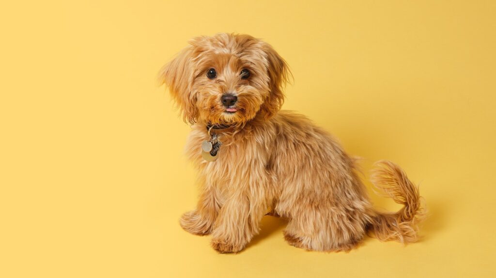 7 Designer Medium Dog Breeds That Modern Families Adore 3 Cavapoo