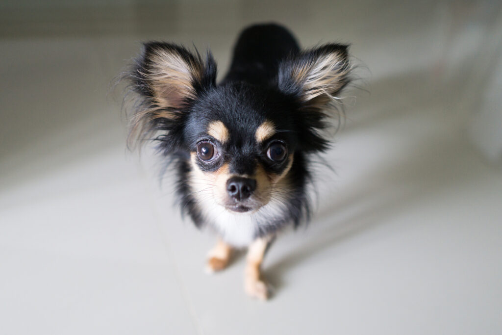Top 7 Affordable Dog Breeds with Long Lifespans 2 Chihuahua Dog Breed