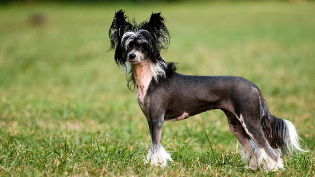 5 Goofy-Looking Dog Breeds with Unforgettable Faces 5 Chinese Crested Dog Breed