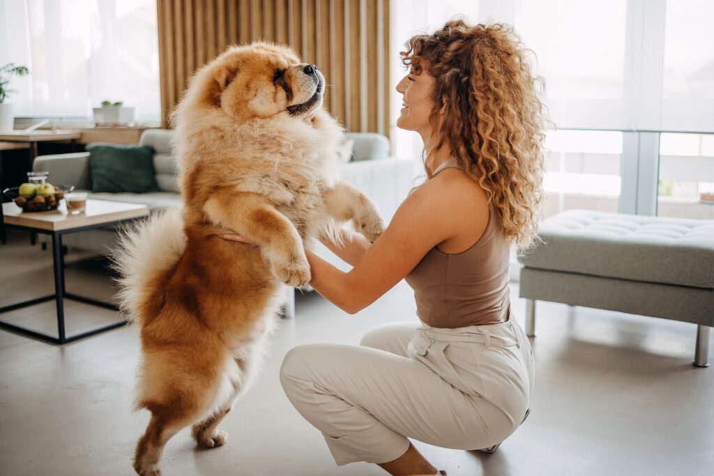 Top 5 Most Judgmental Dog Breeds With Attitude 3 Chow Chow