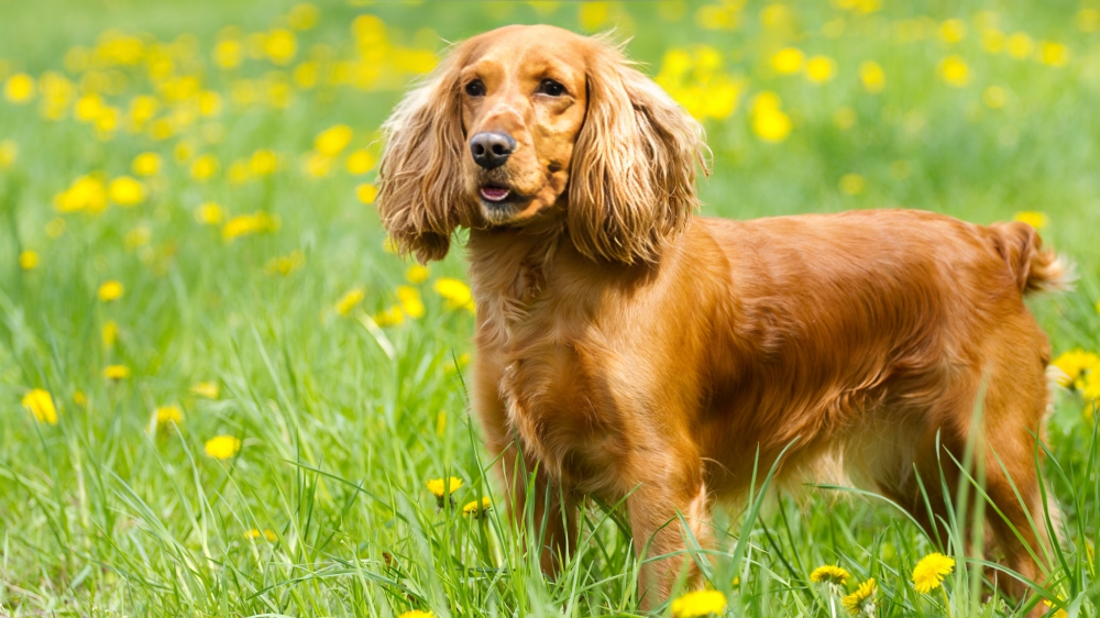 Top 9 Fun-Loving Dog Breeds for Playful Owners 10 Cocker Spaniel