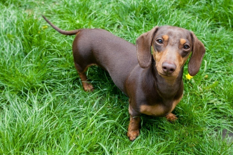 Small but Sweet: 7 Friendly Little Dog Breeds Full of Love 7 Dachshund
