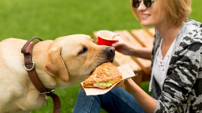 Dog Breeds That Are Born Foodies