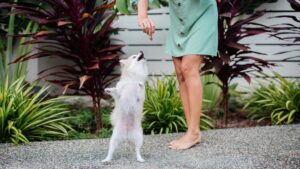 Easy-to-Train Pocket-Sized Dog Breeds You'll Instantly Love