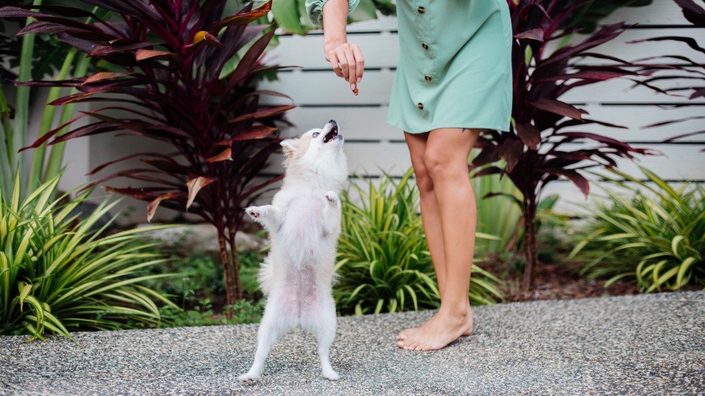 Easy-to-Train Pocket-Sized Dog Breeds You'll Instantly Love