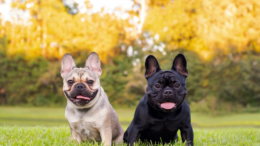 9 Easy-to-Train Pocket-Sized Dog Breeds You'll Instantly Love 10 French Bulldog