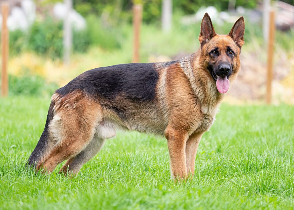 9 Alert Large Breeds That Excel at Protection 2 The German Shepherd is synonymous with protection