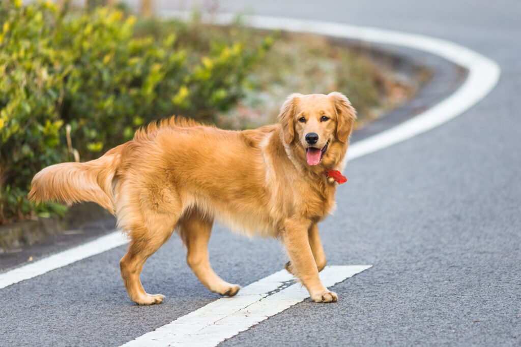 Top 9 Fun-Loving Dog Breeds for Playful Owners 3 Golden Retriever
