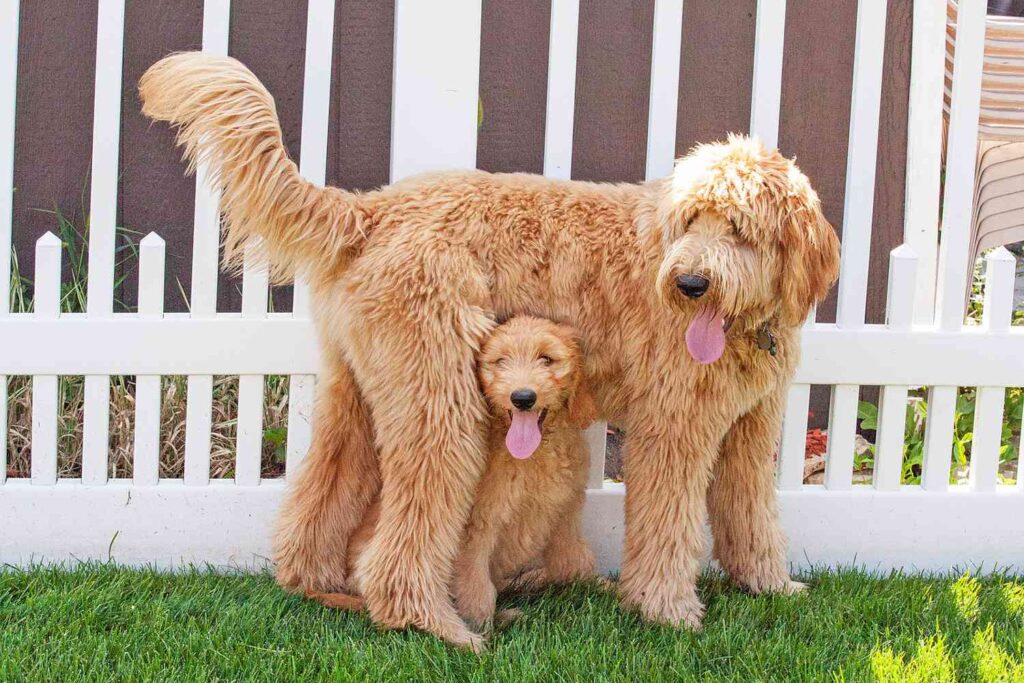 7 Designer Medium Dog Breeds That Modern Families Adore 4 Goldendoodle
