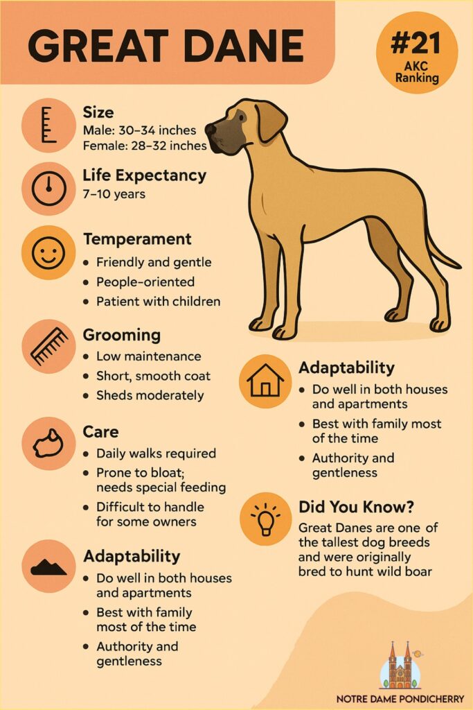 7 Big-Bodied Dog Breeds That Dominate the Canine World 2 Great Dane Dog Profile