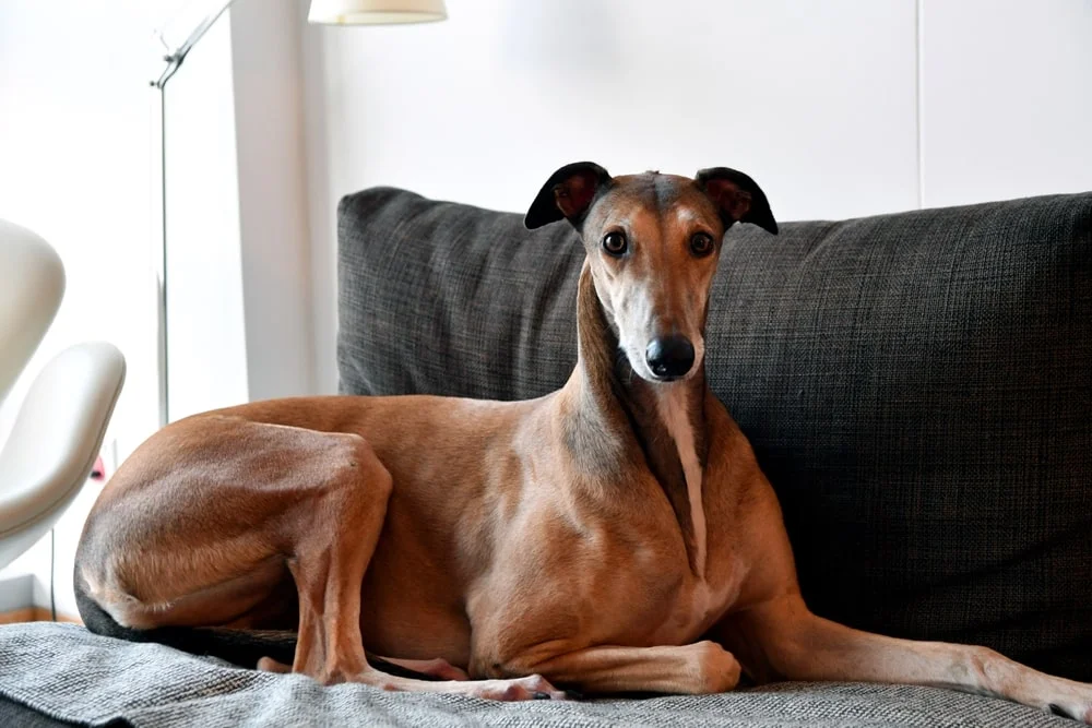 Looking for a Chill Pup? These 7 Breeds Fit the Bill 2 Don't let their reputation as racing dogs fool you—Greyhounds are couch potatoes at heart.
