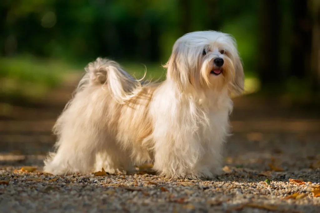 Small but Sweet: 7 Friendly Little Dog Breeds Full of Love 8 Havanese