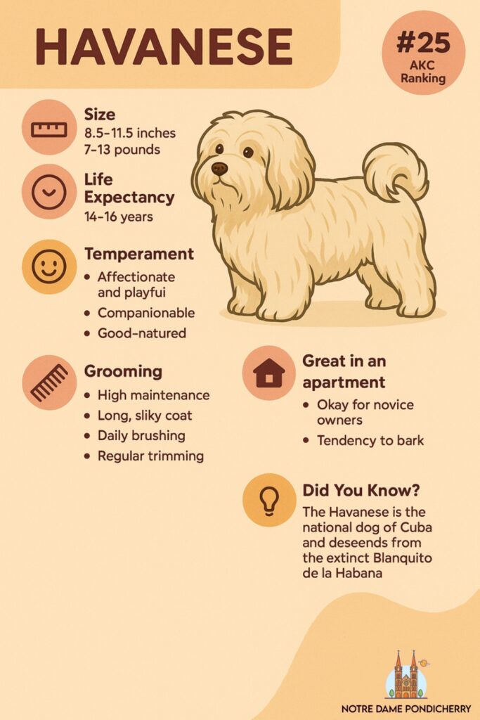 Top 15 Apartment Dog Breeds Perfect for the American Household 15 Havanese Dog Profile