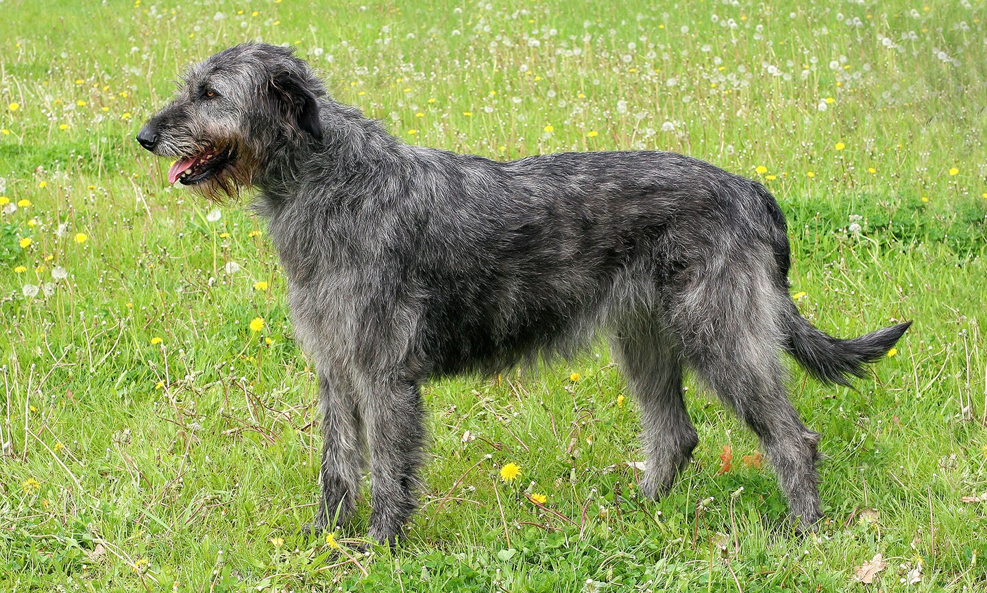 7 Big-Bodied Dog Breeds That Dominate the Canine World 4 Irish Wolfhound