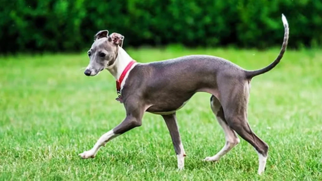 7 Luxury Companion Dog Breeds That Exude Comfort & Class 6 Italian Greyhound dog