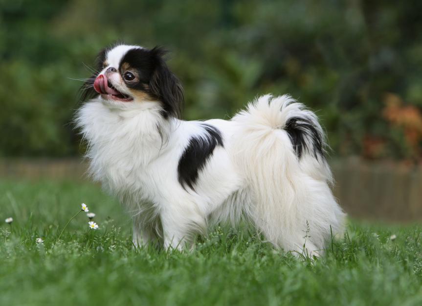 Meet the 5 Most Luxurious-Living Dog Breeds 6 Japanese Chin