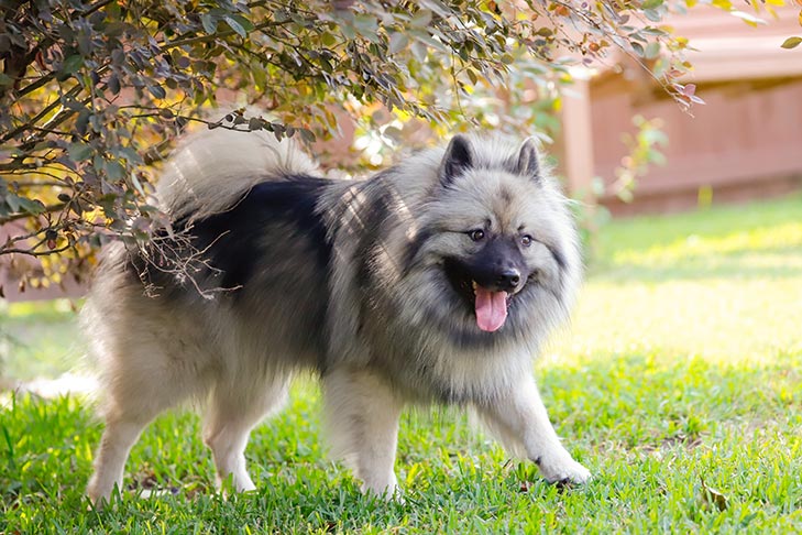 7 Fluffy Dog Breeds That Require Frequent Grooming 8 Keeshond