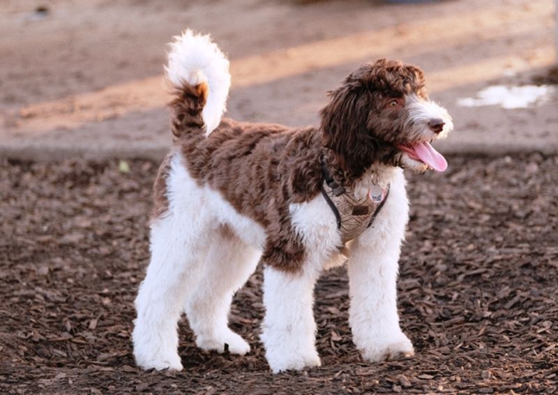 7 Designer Medium Dog Breeds That Modern Families Adore 2 Labradoodle