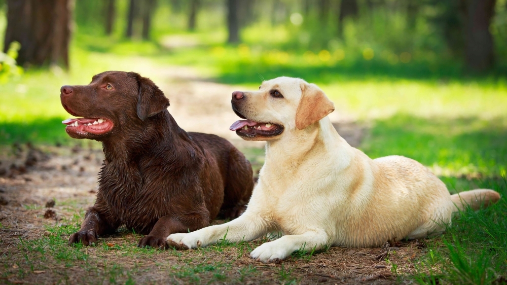 Top 9 Fun-Loving Dog Breeds for Playful Owners 2 Labrador Retriever