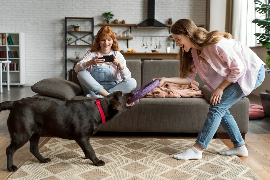 Everything to Know Before Bringing Home a Labrador 2 Labrador Retrievers trace their roots back to Newfoundland