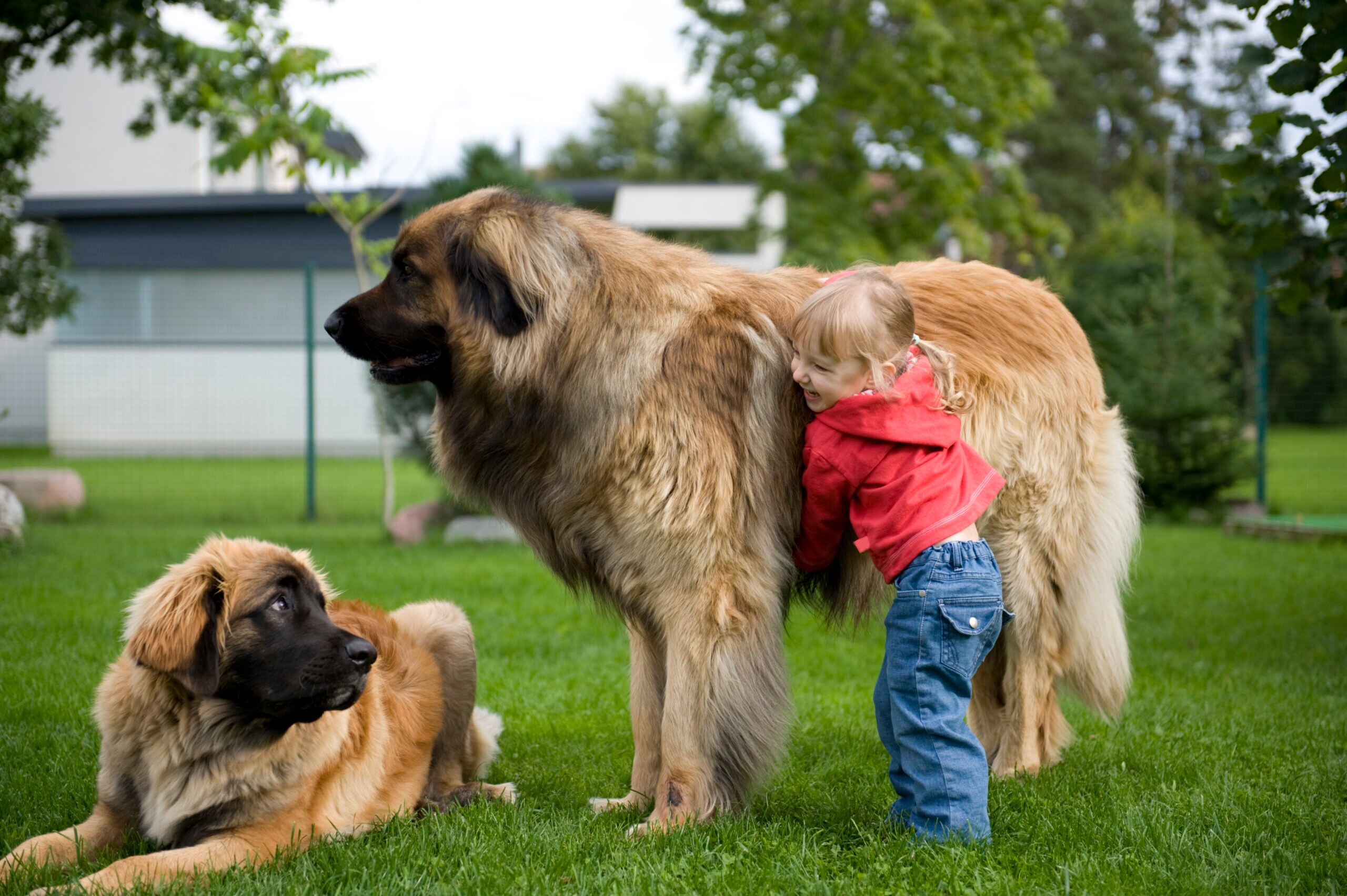 11 Giant Dog Breeds with Even Bigger Hearts 8 Leonbergers are majestic blends of lion-like manes and teddy bear charm