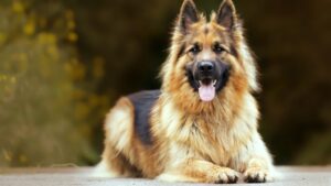 Must-Know Facts Before Adopting a German Shepherd